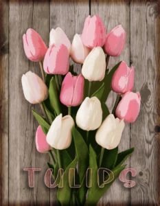 Tulips